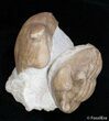 Rare Asaphus Holmi Trilobite Association #2794-1